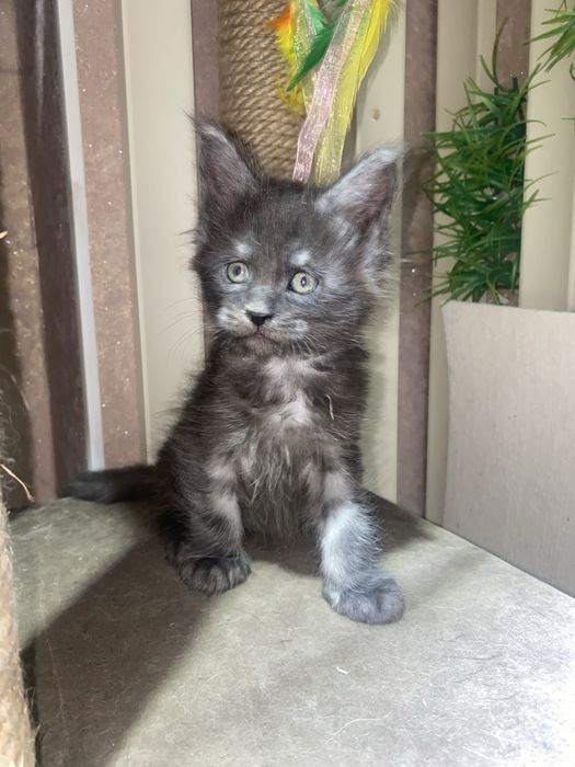 Котята мейн кун из питомника