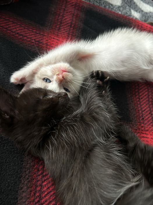 Котята в добрые руки!