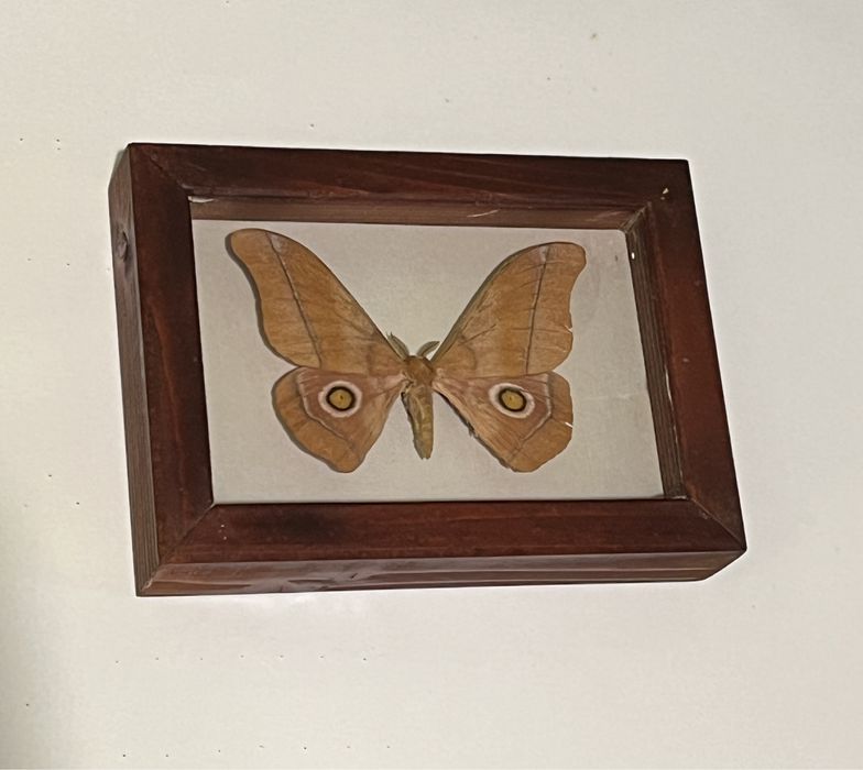 Колекция пеперуди