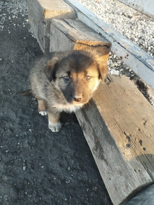 Отдам щенков в дар