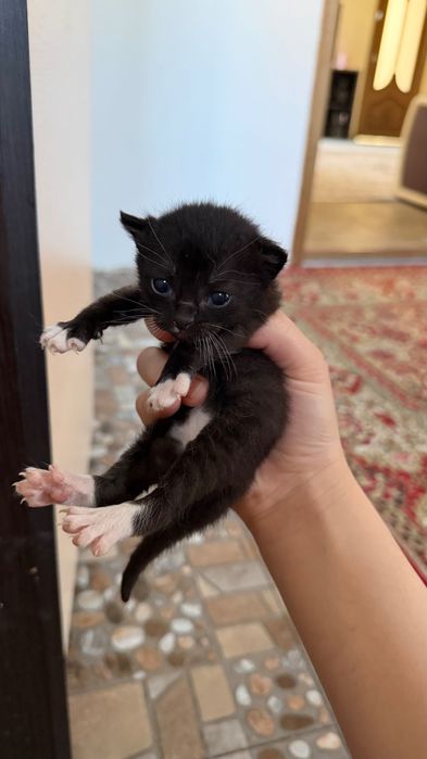 Отдам котят в добрые руки