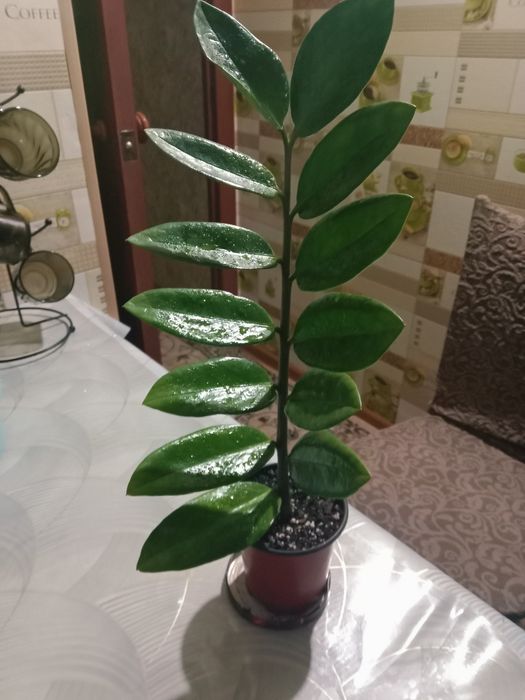 Долларовое или замиокулькас