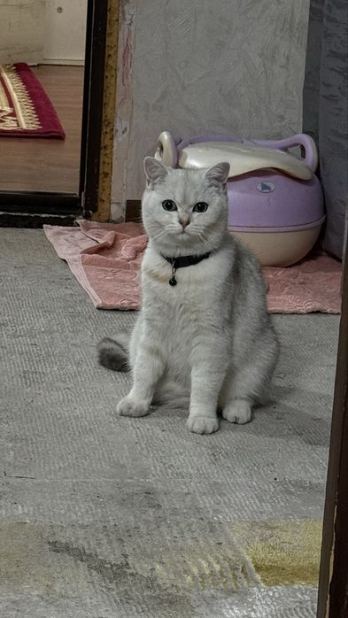 Scottish Straight (Silver Chinchilla) o’g’il mushuk sotiladi. 9 oylik
