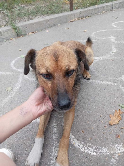 Пёс интелегент срочно ищет дом!