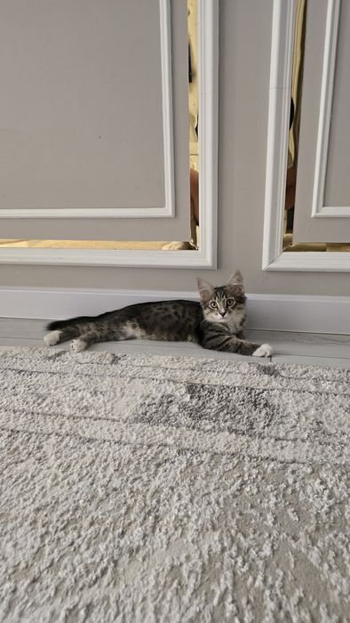 Отдам даром котёнок