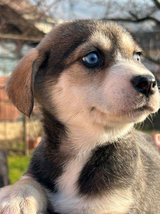 Donez catei - adoptie catei