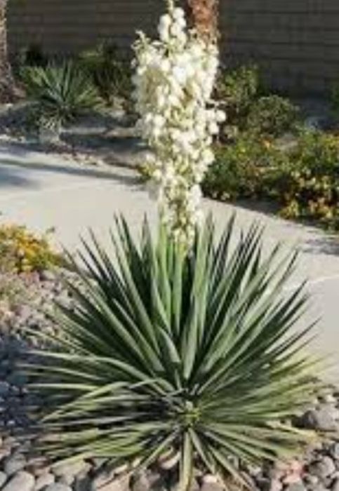 Юкка садовая ( декоративная )