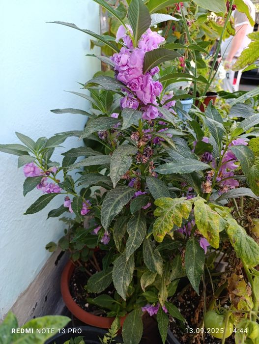 Продам комнатные цветы