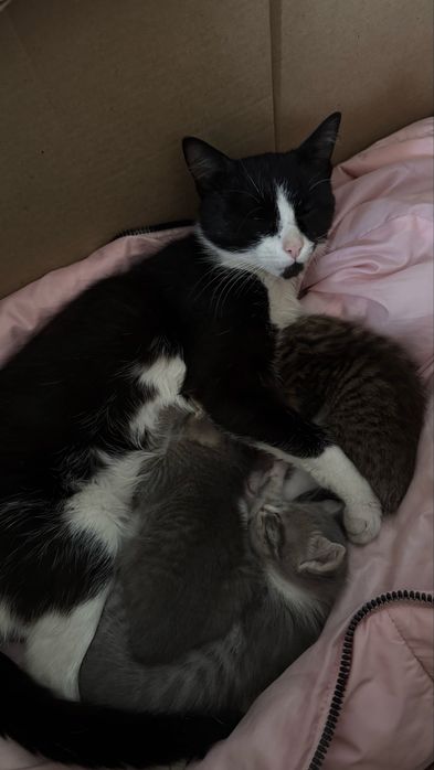 Отдам котят и кошку