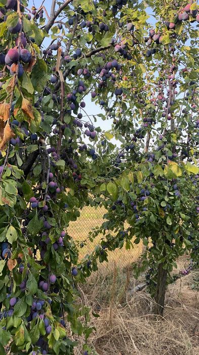 Vand Prune de tuica aflate in Sat Hintesti , Jud. Arges