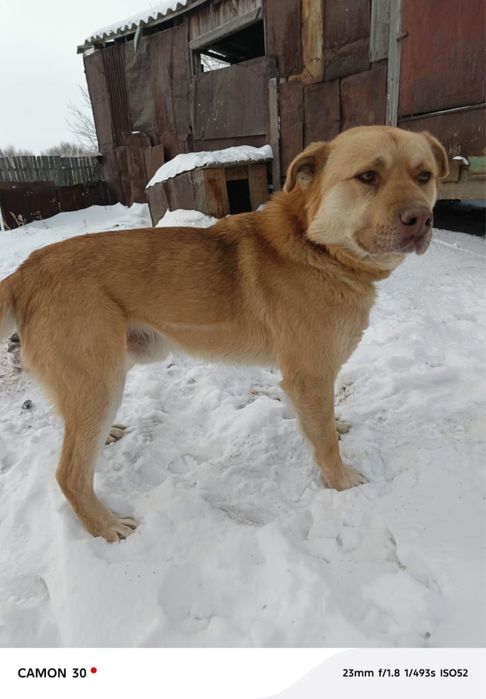 Отдам собаку в добрые руки