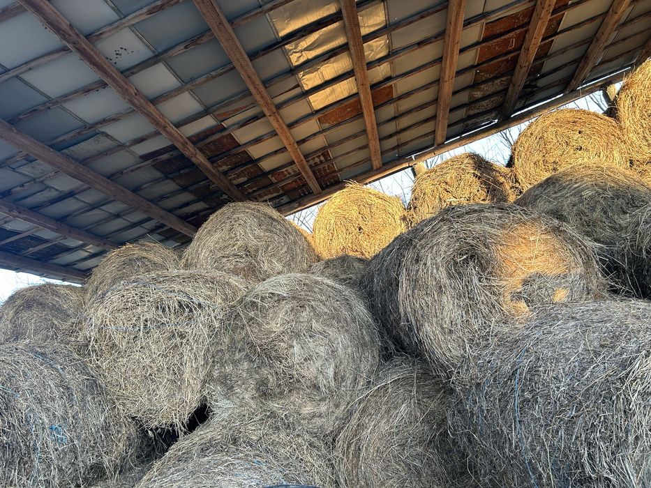 Vand bolti de lucerna