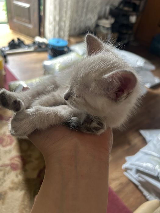 Отдам котят в хорошие руки