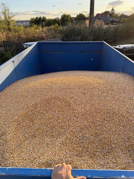 Vand boabe porumb 2025