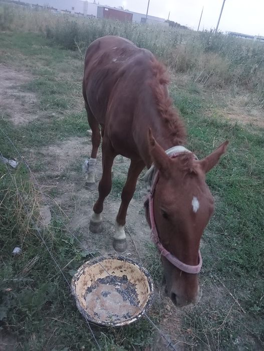 Продам лошадь  ат сатам