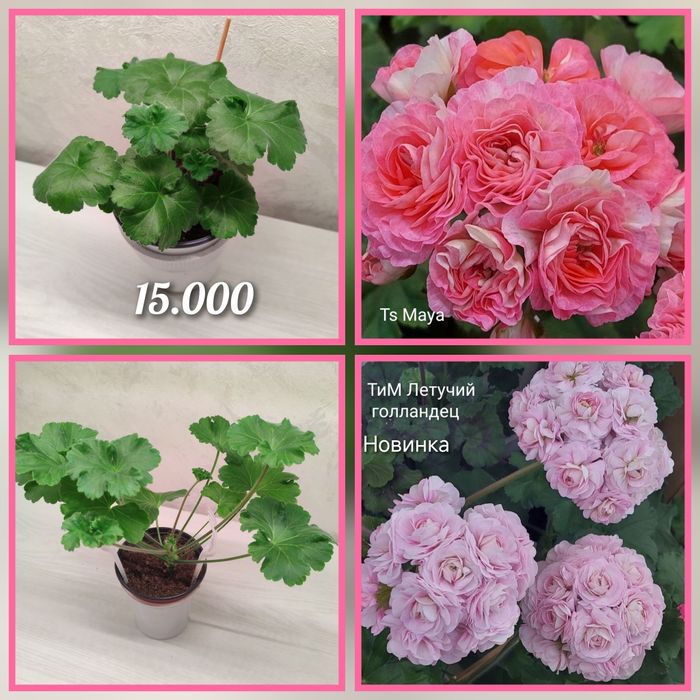 Укорененные черенки пеларгоний