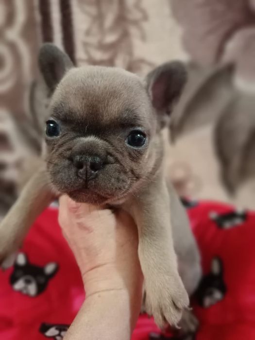Французский бульдог девочка