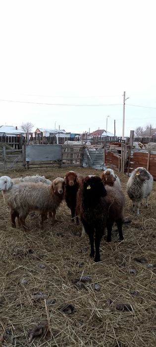 Продам баранов,қой.