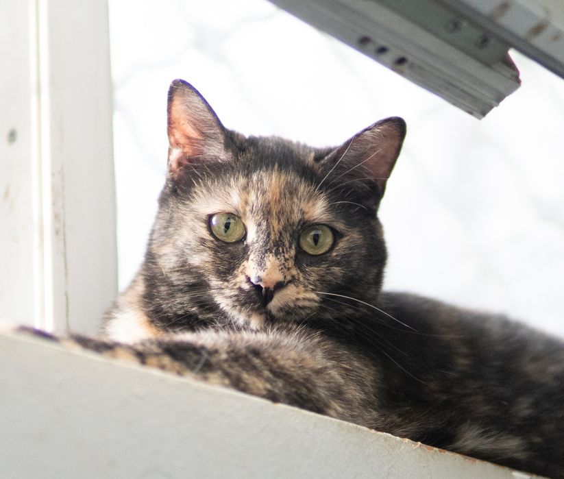 Търся дом за Ная на 2,5 години, кастрирана