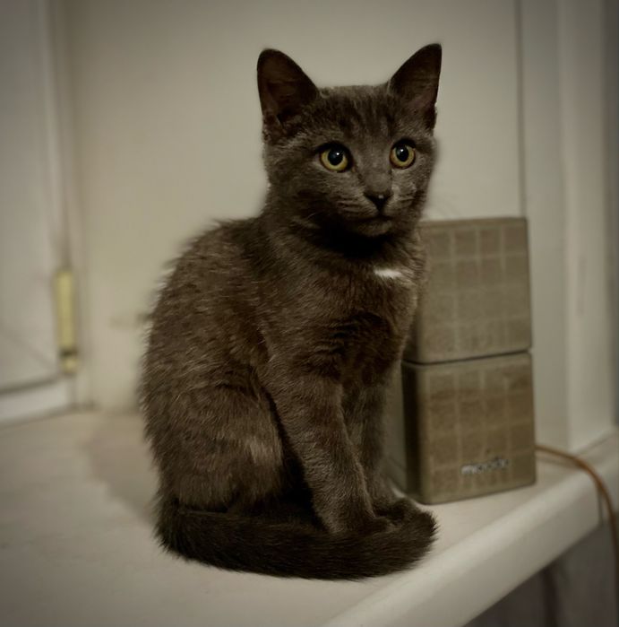 Отдам котенка в добрые руки