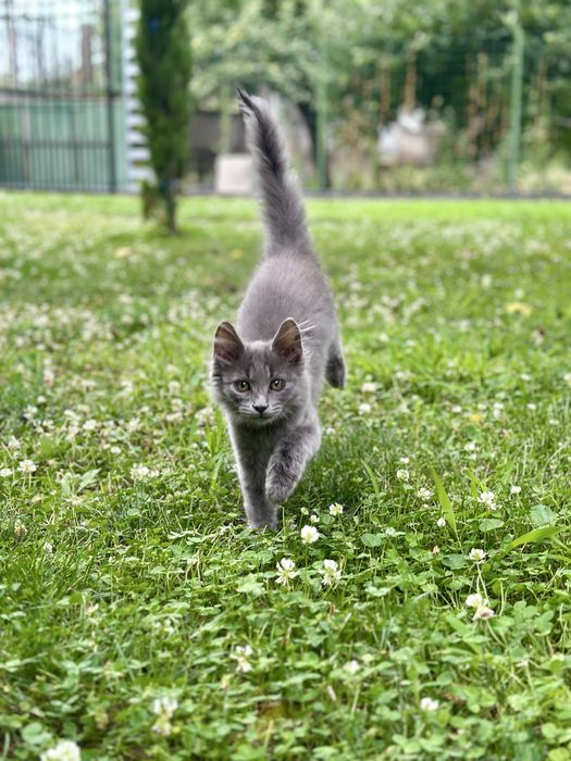 Maine coon Мейн Кун