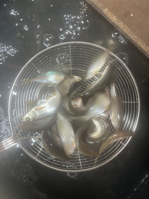 Чебак на щуку, судака 100 тг