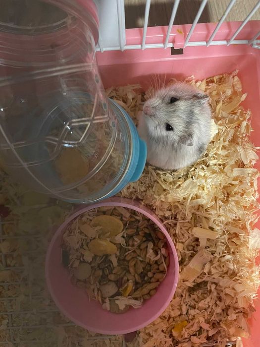Vand hamster cu cusca