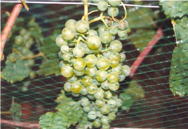 PLASA ANTI-PASARI, 2x100ml=243lei; 4x200ml=730lei; 8x200=1459lei