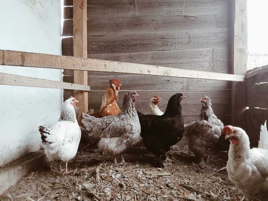 КУРЫ домашние продам