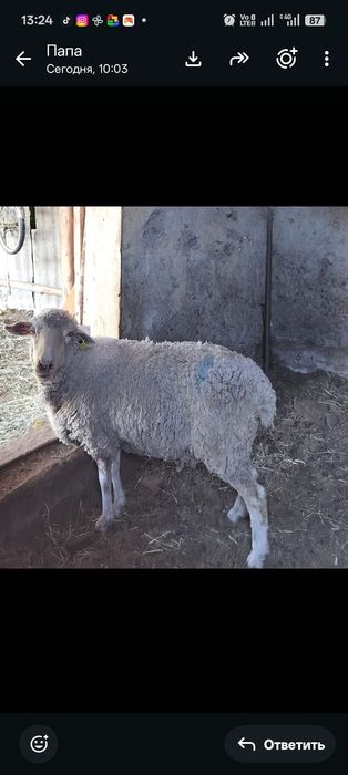 Кой сатам Сатам,