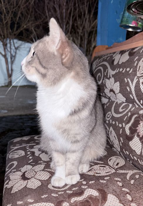 Молодой кот ищет дом