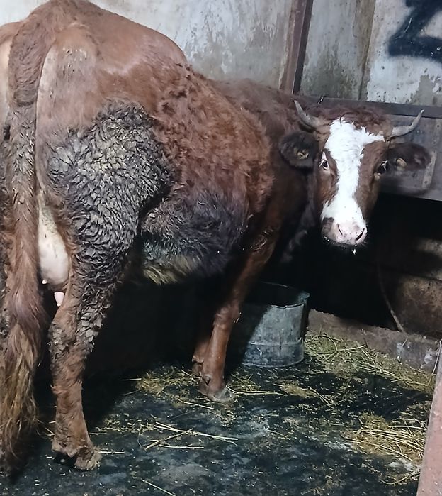 Vând  vaca  tânără