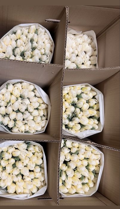 Тюльпаны 700-800 тнг