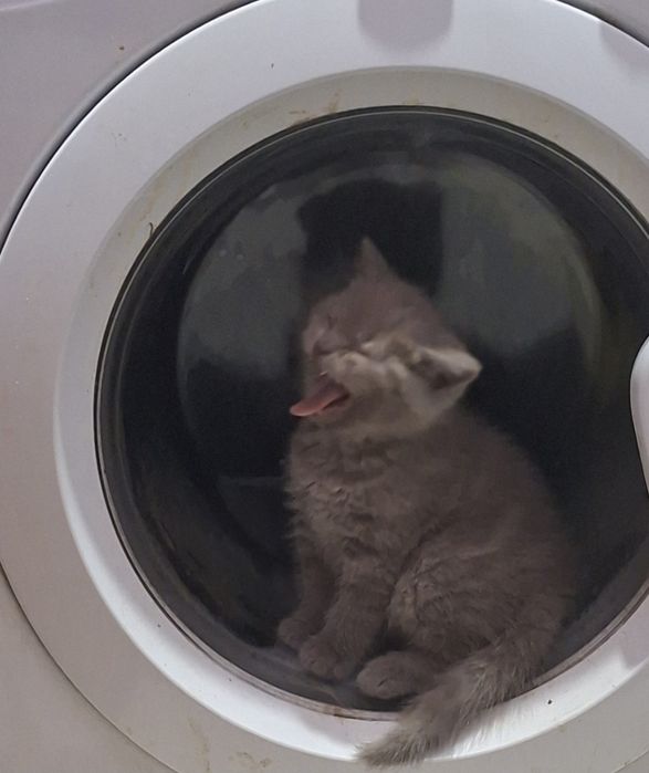 Сладка Женска британка