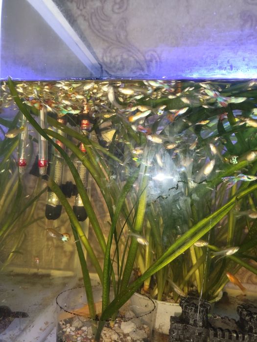 Аквариум балықтары