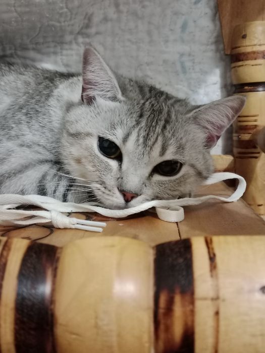 Кошка стерилизована