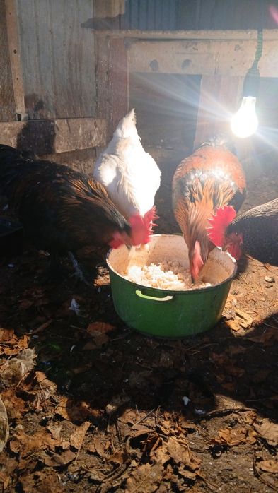 Продам петухов домашние
