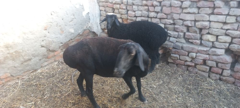 Ona bola hisori sotiladi