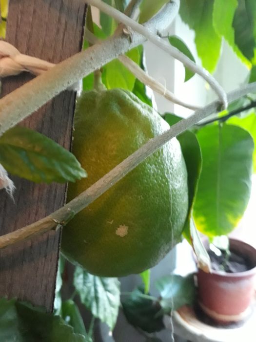 Дерево с лимонами