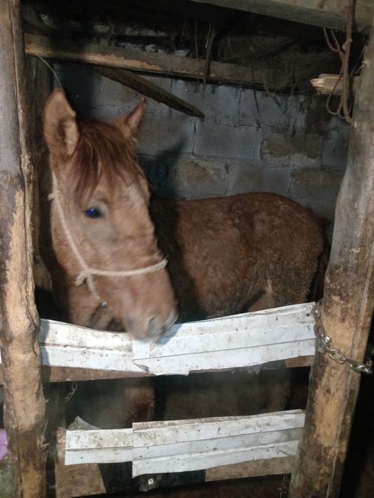 Тай сатам откорымнан