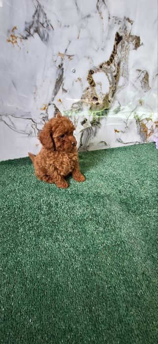 Той пудел мъжко тойче