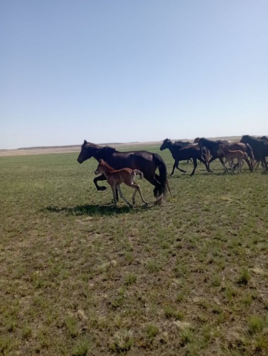 Продам 2  кобыл с жеребятами