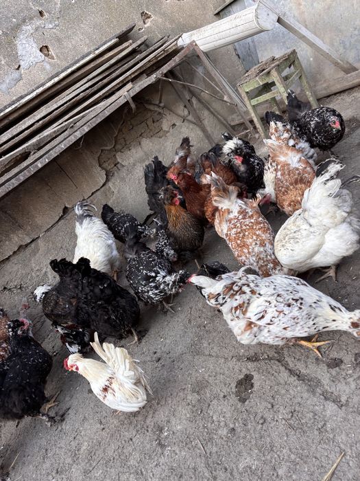 Oua de incubat de la   gaini motate