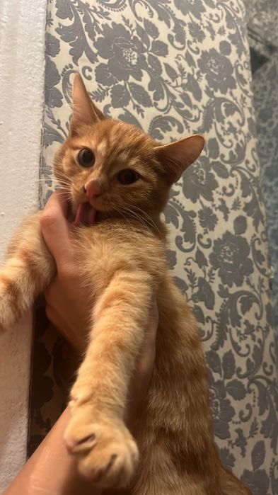 Отдам котенка мальчика