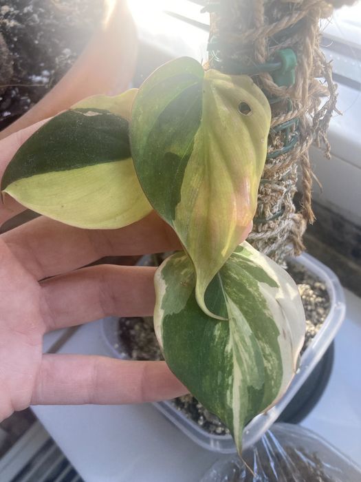 Cutting de philodendron micans variegated