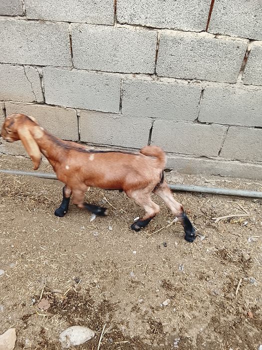 Продам козликов Камори