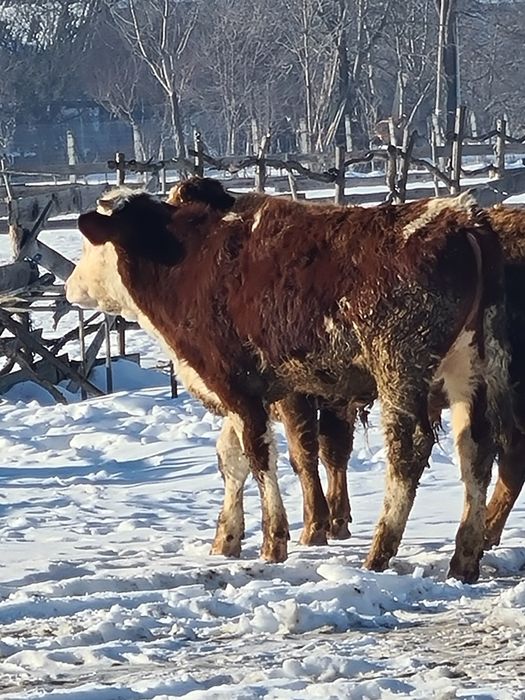 2 taurasi frumoși 7 .8 luni din vaci mari .greutate 350 unu 300