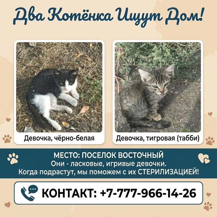 Отдам котенка в хорошие руки