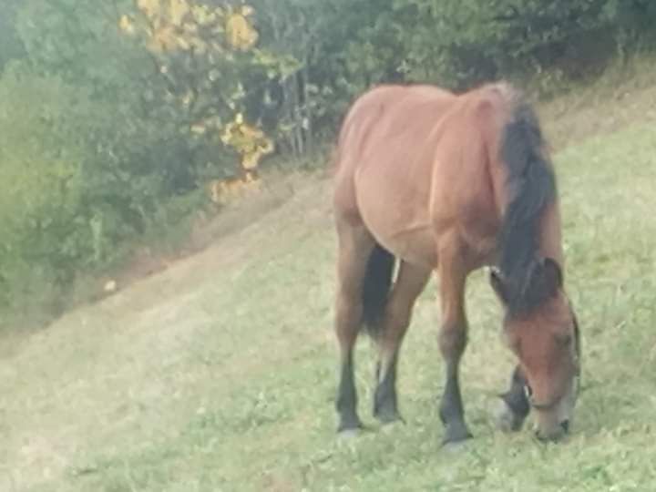 Mânz de vânzare 50 de milioane 50 * 40