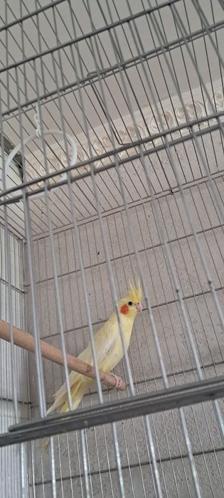 Попугай,корелла самка